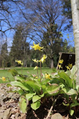 Erythronium - kandík